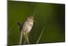 Washington, Male Marsh Wren Sings from a Grass Perch in a Marsh on Lake Washington-Gary Luhm-Mounted Photographic Print