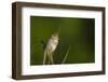 Washington, Male Marsh Wren Sings from a Grass Perch in a Marsh on Lake Washington-Gary Luhm-Framed Photographic Print