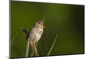 Washington, Male Marsh Wren Sings from a Grass Perch in a Marsh on Lake Washington-Gary Luhm-Mounted Photographic Print