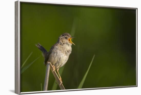 Washington, Male Marsh Wren Sings from a Grass Perch in a Marsh on Lake Washington-Gary Luhm-Framed Photographic Print