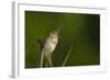 Washington, Male Marsh Wren Sings from a Grass Perch in a Marsh on Lake Washington-Gary Luhm-Framed Photographic Print