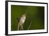 Washington, Male Marsh Wren Sings from a Grass Perch in a Marsh on Lake Washington-Gary Luhm-Framed Photographic Print