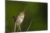 Washington, Male Marsh Wren Sings from a Grass Perch in a Marsh on Lake Washington-Gary Luhm-Mounted Photographic Print