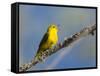 Washington, Male Yellow Warbler Sings from a Perch, Marymoor Park-Gary Luhm-Framed Stretched Canvas