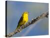 Washington, Male Yellow Warbler Sings from a Perch, Marymoor Park-Gary Luhm-Stretched Canvas