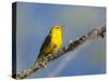 Washington, Male Yellow Warbler Sings from a Perch, Marymoor Park-Gary Luhm-Stretched Canvas