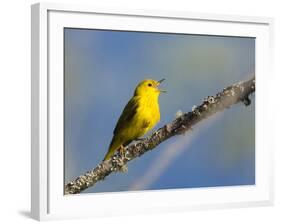 Washington, Male Yellow Warbler Sings from a Perch, Marymoor Park-Gary Luhm-Framed Photographic Print