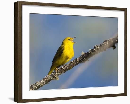 Washington, Male Yellow Warbler Sings from a Perch, Marymoor Park-Gary Luhm-Framed Photographic Print