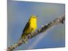 Washington, Male Yellow Warbler Sings from a Perch, Marymoor Park-Gary Luhm-Mounted Photographic Print