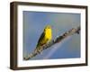 Washington, Male Yellow Warbler Sings from a Perch, Marymoor Park-Gary Luhm-Framed Photographic Print