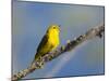 Washington, Male Yellow Warbler Sings from a Perch, Marymoor Park-Gary Luhm-Mounted Photographic Print