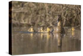 Washington, Mallard Hen with Ducklings on the Shore of Lake Washington-Gary Luhm-Stretched Canvas