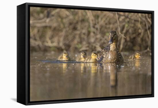 Washington, Mallard Hen with Ducklings on the Shore of Lake Washington-Gary Luhm-Framed Stretched Canvas