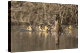 Washington, Mallard Hen with Ducklings on the Shore of Lake Washington-Gary Luhm-Stretched Canvas