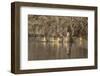 Washington, Mallard Hen with Ducklings on the Shore of Lake Washington-Gary Luhm-Framed Photographic Print