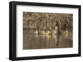 Washington, Mallard Hen with Ducklings on the Shore of Lake Washington-Gary Luhm-Framed Photographic Print