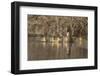 Washington, Mallard Hen with Ducklings on the Shore of Lake Washington-Gary Luhm-Framed Photographic Print