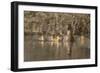 Washington, Mallard Hen with Ducklings on the Shore of Lake Washington-Gary Luhm-Framed Photographic Print