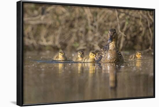 Washington, Mallard Hen with Ducklings on the Shore of Lake Washington-Gary Luhm-Framed Photographic Print