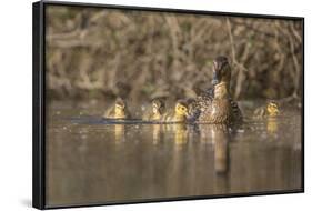 Washington, Mallard Hen with Ducklings on the Shore of Lake Washington-Gary Luhm-Framed Photographic Print