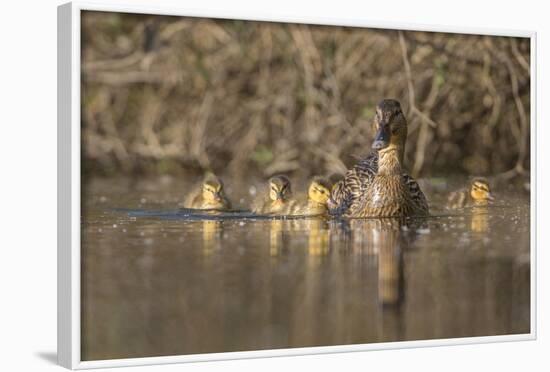 Washington, Mallard Hen with Ducklings on the Shore of Lake Washington-Gary Luhm-Framed Photographic Print