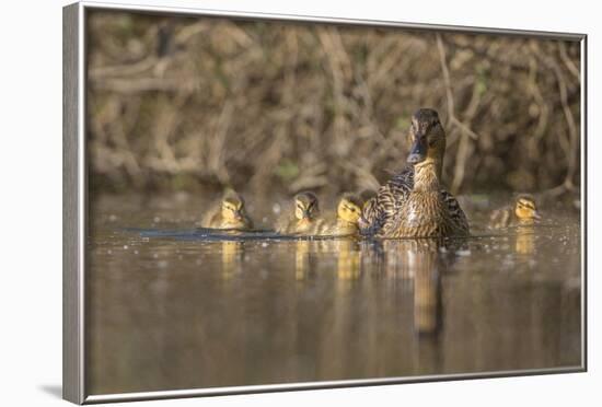 Washington, Mallard Hen with Ducklings on the Shore of Lake Washington-Gary Luhm-Framed Photographic Print