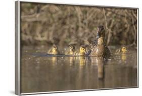 Washington, Mallard Hen with Ducklings on the Shore of Lake Washington-Gary Luhm-Framed Photographic Print