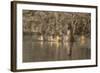 Washington, Mallard Hen with Ducklings on the Shore of Lake Washington-Gary Luhm-Framed Photographic Print