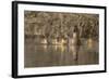 Washington, Mallard Hen with Ducklings on the Shore of Lake Washington-Gary Luhm-Framed Photographic Print