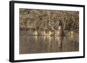 Washington, Mallard Hen with Ducklings on the Shore of Lake Washington-Gary Luhm-Framed Photographic Print