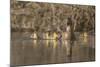 Washington, Mallard Hen with Ducklings on the Shore of Lake Washington-Gary Luhm-Mounted Photographic Print