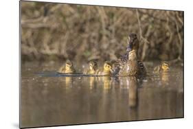 Washington, Mallard Hen with Ducklings on the Shore of Lake Washington-Gary Luhm-Mounted Photographic Print