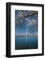 Washington Monument and Cherry Blossom-Belinda Shi-Framed Photographic Print