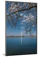 Washington Monument and Cherry Blossom-Belinda Shi-Mounted Photographic Print