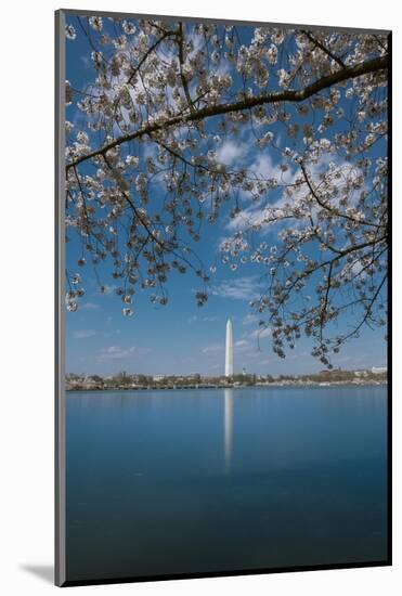 Washington Monument and Cherry Blossom-Belinda Shi-Mounted Photographic Print