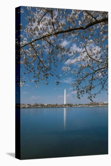 Washington Monument and Cherry Blossom-Belinda Shi-Stretched Canvas