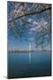 Washington Monument and Cherry Blossom-Belinda Shi-Mounted Photographic Print