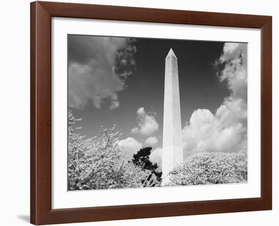 Washington Monument and cherry trees, Washington, D.C. - Black&W-Carol Highsmith-Framed Art Print