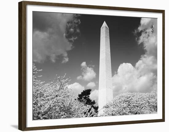 Washington Monument and cherry trees, Washington, D.C. - Black&W-Carol Highsmith-Framed Art Print