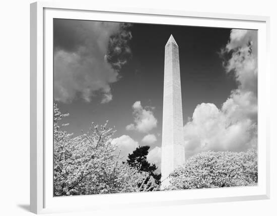 Washington Monument and cherry trees, Washington, D.C. - Black&W-Carol Highsmith-Framed Art Print