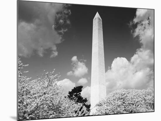 Washington Monument and cherry trees, Washington, D.C. - Black&W-Carol Highsmith-Mounted Art Print