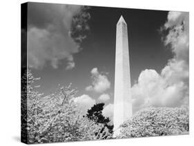Washington Monument and cherry trees, Washington, D.C. - Black&W-Carol Highsmith-Stretched Canvas