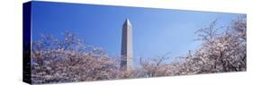 Washington Monument Behind Cherry Blossom Trees, Washington D.C., USA-null-Stretched Canvas