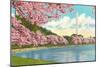 Washington Monument, Cherry Blossoms, Washington D.C.-null-Mounted Art Print