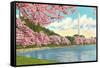 Washington Monument, Cherry Blossoms, Washington D.C.-null-Framed Stretched Canvas