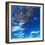 Washington Monument framed by Cherry Blossoms on Tidal Basin, WAshinton D.C.-null-Framed Photographic Print