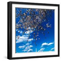 Washington Monument framed by Cherry Blossoms on Tidal Basin, WAshinton D.C.-null-Framed Photographic Print