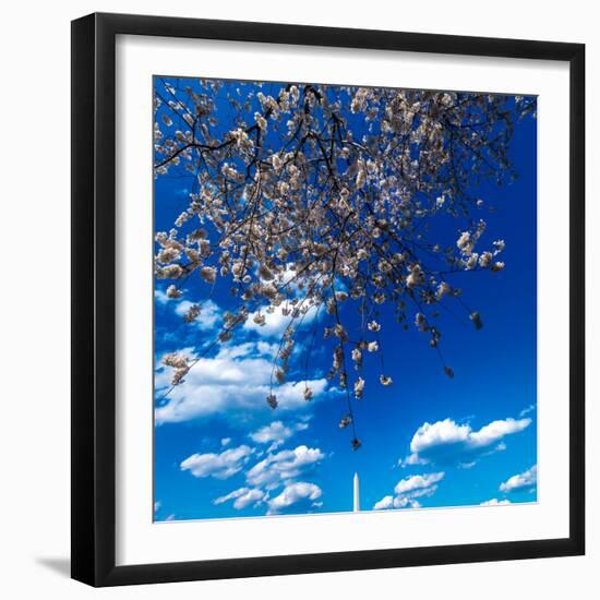 Washington Monument framed by Cherry Blossoms on Tidal Basin, WAshinton D.C.-null-Framed Photographic Print