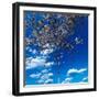 Washington Monument framed by Cherry Blossoms on Tidal Basin, WAshinton D.C.-null-Framed Photographic Print