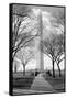 Washington Monument Through Trees-null-Framed Stretched Canvas